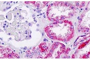 Human Kidney: Formalin-Fixed, Paraffin-Embedded (FFPE) (FUCA1 antibody  (AA 265-294))