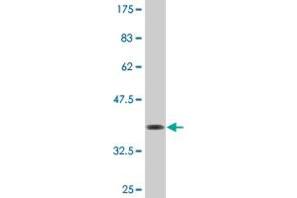 OTUD7B antibody  (AA 759-858)