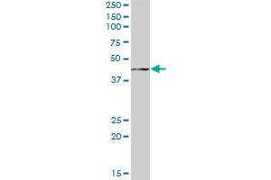 GCNT2 MaxPab polyclonal antibody. (GCNT2 antibody  (AA 1-402))