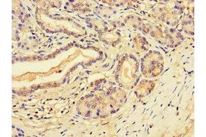Immunohistochemistry of paraffin-embedded human pancreatic tissue using ABIN7168622 at dilution of 1:100