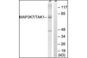 Western blot analysis of extracts from Jurkat cells, treated with heat shock, using MAP3K7 Antibody.