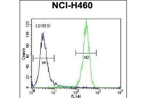 STK11 (LKB1) Antibody (N-term I29) (ABIN391350 and ABIN2841371) flow cytometric analysis of NCI- cells (right histogram) compared to a negative control cell (left histogram).