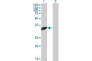 Western Blot analysis of PTER expression in transfected 293T cell line by PTER MaxPab polyclonal antibody.