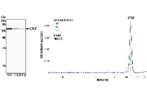 Western Blotting (WB) image for anti-CCCTC-Binding Factor (Zinc Finger Protein) (CTCF) (AA 650-700) antibody (ABIN7453967)