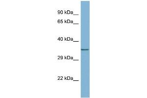 WB Suggested Anti-MEMO1 Antibody Titration: 0. (MEMO1 antibody  (Middle Region))