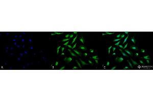 Immunocytochemistry/Immunofluorescence analysis using Rabbit Anti-CDC37 Polyclonal Antibody .