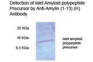 Mouse pancreas tissue homogenate on 15 % Tricine_PAGE (reduce condition) Primary Antibody 1:500 (Amylin/DAP antibody  (AA 1-13))