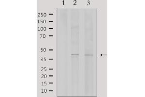 Western blot analysis of extracts from various samples, using WTAP Antibody. (WTAP antibody  (C-Term))
