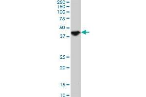NODAL monoclonal antibody (M05), clone 5A3. (Nodal antibody  (AA 275-346))