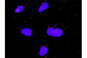Proximity Ligation Analysis of protein-protein interactions between FGF5 and MAPK1. (FGF5 antibody  (AA 1-123))