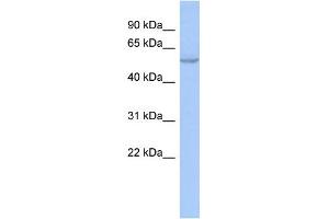 WB Suggested Anti-ZNF639 Antibody Titration:  0.