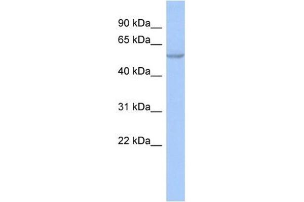 ZNF639 Antikörper  (N-Term)