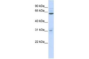 ISX antibody used at 0. (ISX antibody  (N-Term))