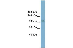 WB Suggested Anti-SLC12A3 Antibody Titration:  0.
