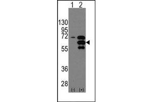 Image no. 1 for anti-Internexin Neuronal Intermediate Filament Protein, alpha (INA) (Middle Region) antibody (ABIN358797) (INA antibody  (Middle Region))