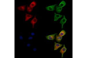 ABIN6264656 and ABIN6279714 staining Hela cells by IF/ICC. (RASSF3 antibody  (Internal Region))