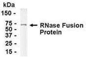 Western Blotting (WB) image for anti-Ribonuclease, RNase A Family, 1 (Pancreatic) (RNASE1) (AA 1-156) antibody (ABIN2468182) (RNASE1 antibody  (AA 1-156))