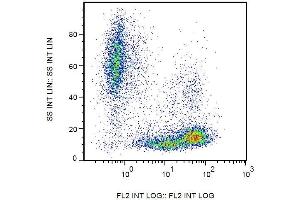 Surface staining of human peripheral blood cells with anti-human CD99 (3B2/TA8) PE. (CD99 antibody  (PE))