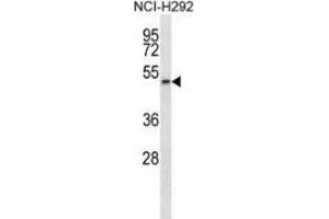 Western blot analysis in NCI-H292 cell line lysates (35ug/lane) using PIGT  Antibody (C-term).