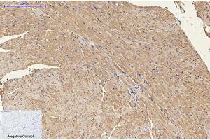 Immunohistochemical analysis of paraffin-embedded mouse heart tissue. (ENO2/NSE antibody)