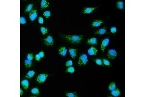 IF analysis of CLPB using anti-CLPB antibody (ABIN7601732). (CLPB antibody  (AA 438-707))