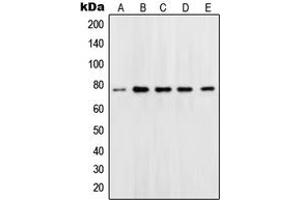 Western Blotting (WB) image for anti-POU Domain, Class 2, Transcription Factor 1 (POU2F1) (N-Term) antibody (ABIN7296640)