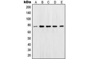 Western blot analysis of OCT1 expression in Jurkat (A), Ramos (B), K562 (C), Molt (D), HeLa (E) whole cell lysates. (POU2F1 antibody  (N-Term))
