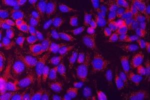 IF analysis of STXBP1 using anti-STXBP1 antibody (ABIN3043413).