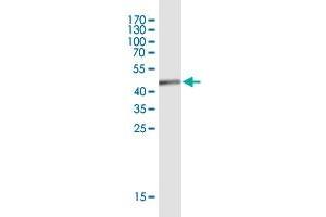 Western Blot detection against Immunogen (45. (EFCAB11 antibody  (AA 1-163))