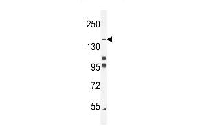 His6-DEP-1 (ABIN655037 and ABIN2844669) western blot analysis in K562 cell line lysates (35 μg/lane). (PTPRJ antibody  (His6))