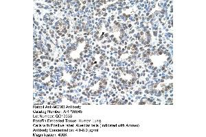 Human Lung (MCM3 antibody  (C-Term))