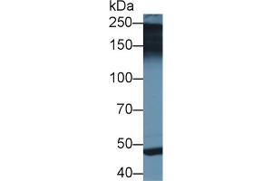 Western Blot; Sample: Rat Placenta lysate; Primary Ab: 2µg/ml Rabbit Anti-Human PAPPA2 Antibody Second Ab: 0. (PAPPA2 antibody  (AA 888-1093))