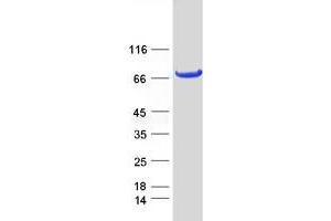 Western Blotting (WB) image for Protein Kinase C, zeta (PRKCZ) (Transcript Variant 1) protein (Myc-DYKDDDDK Tag) (ABIN2729631)