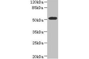 Western blot All lanes: ASPSCR1 antibody at 8. (ASPSCR1 antibody  (AA 284-553))