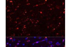 Immunofluorescence analysis of Rat brain using MEGF10 Polyclonal Antibody at dilution of 1:100. (MEGF10 antibody)