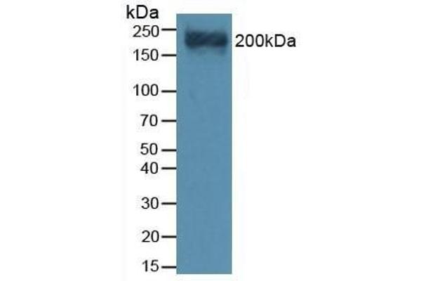 Versican anticorps  (AA 3058-3299)