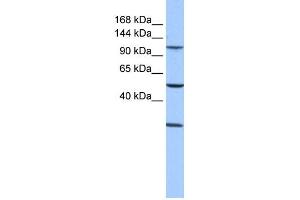 WB Suggested Anti-STAG3 Antibody Titration: 0. (STAG3 antibody  (Middle Region))
