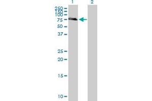 Western Blot analysis of IL7R expression in transfected 293T cell line by IL7R MaxPab polyclonal antibody.