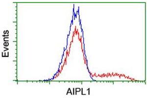 Image no. 6 for anti-Aryl Hydrocarbon Receptor Interacting Protein-Like 1 (AIPL1) antibody (ABIN1496508) (AIPL1 antibody)