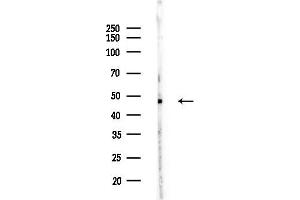 anti-Autophagy related 4C Cysteine Peptidase (ATG4C) (N-Term) antibody