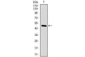 Western blot analysis using RAF1 mAb against human RAF1 (AA: 198-407) recombinant protein. (RAF1 antibody)