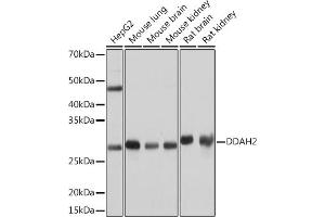 Western blot analysis of extracts of various cell lines, using DD Rabbit mAb (ABIN7266779) at 1:1000 dilution. (DDAH2 antibody)