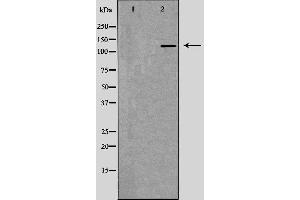 Western blot analysis of extracts of MCF-7, using RFC1 antibody. (RFC1 antibody  (Internal Region))