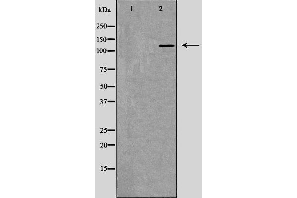 RFC1 antibody  (Internal Region)