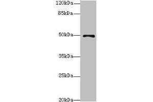 Western blot All lanes: EIF3Fantibody at 4. (EIF3F antibody  (AA 88-357))