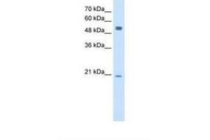 Image no. 1 for anti-B Lymphoid Tyrosine Kinase (BLK) (AA 301-350) antibody (ABIN321027) (BLK antibody  (AA 301-350))