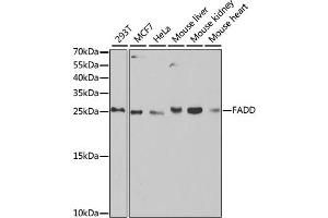 Western blot analysis of extracts of various cell lines, using FADD antibody (ABIN2562524) at 1:1000 dilution. (FADD antibody)