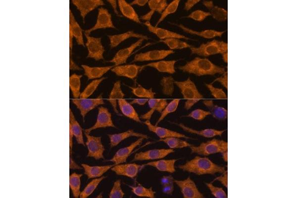 ZC3H7A antibody  (AA 1-220)