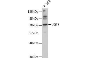 Western blot analysis of extracts of K-562 cells, using UGT8 antibody (ABIN7271196) at 1:1000 dilution. (UGT8 antibody  (AA 380-460))