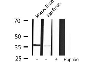 Western blot analysis of extracts of various cell lines,using OCT3 antibody. (OCT4 antibody  (Internal Region))